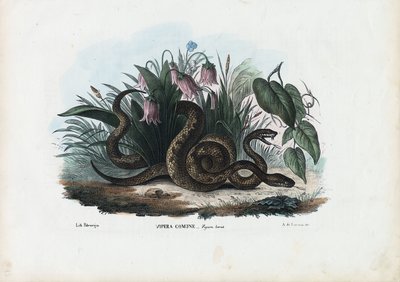 Vipera europea, 1863-79 da Raimundo Petraroja